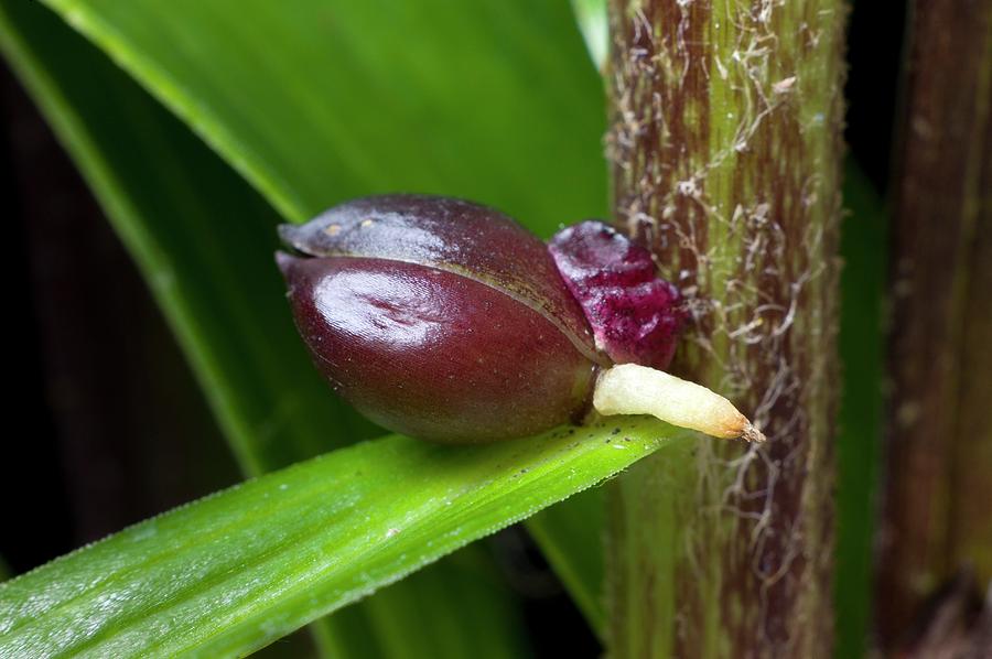 Stem Bulbil Of Lilium Lancifolium #1 Photograph by Dr Jeremy Burgess ...