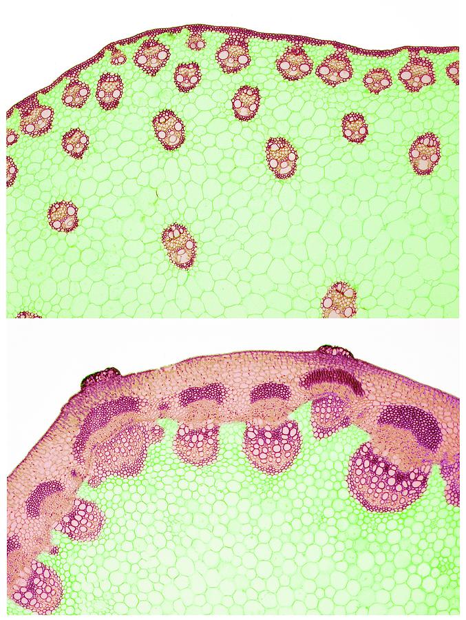 Stem Vascular Arrangement Photograph by Steve Gschmeissner/science ...