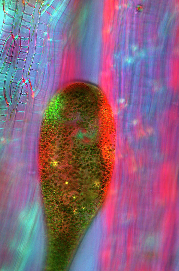 Nobody Photograph - Stentor Protozoan by Marek Mis Nobody Photograph - Stentor Protozoan by Marek Mis