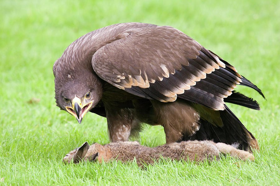 Steppe Eagle #1 Photograph by John Devries/science Photo Library