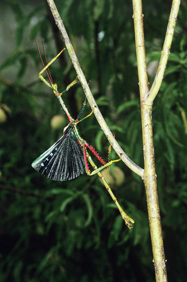 Stick Insect #1 Photograph by Science Photo Library Stick Insect #1 Photograph by Science Photo Library