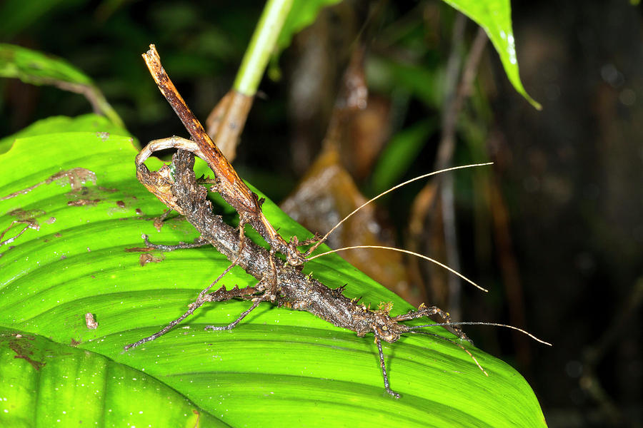 Stick Insects Mating Photograph by Dr Morley Read | Fine Art America