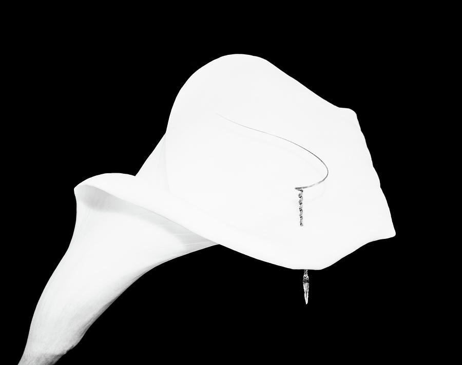 Still Life Shot Of Pierced Calla Lily #1 Photograph by Panoramic Images