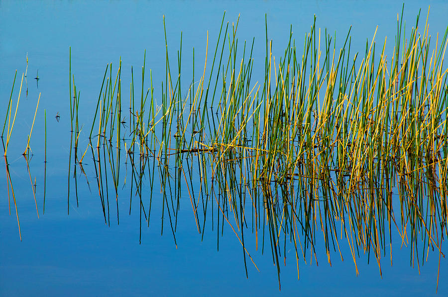 Still Water and Grasses Painted  #1 Photograph by Rich Franco