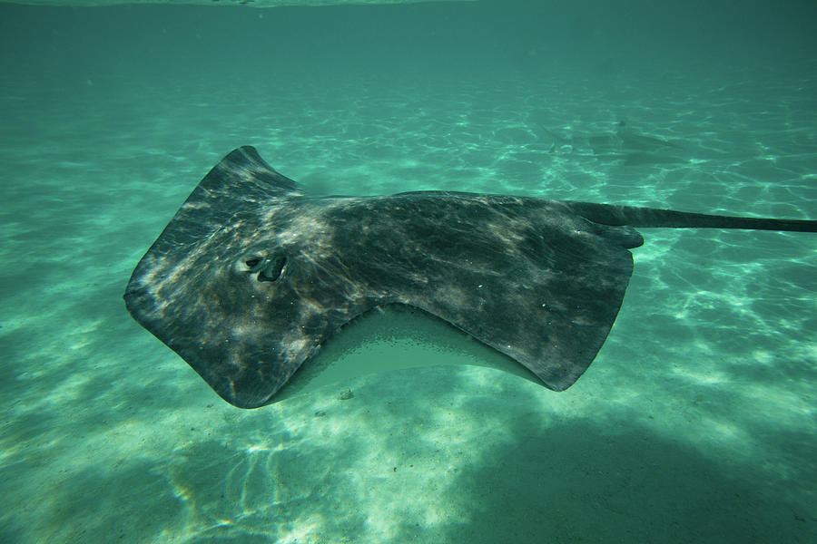 Stingray In The Pacific Ocean, Moorea Photograph by Panoramic Images ...