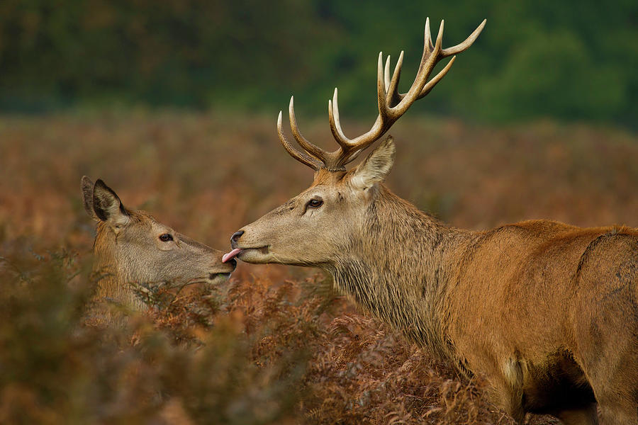 Wildlife Photograph - Stolen Kiss #1 by Val Saxby