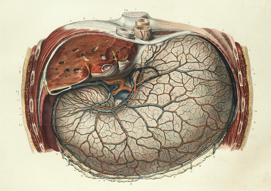 Human Body Photograph - Stomach And Liver #1 by Science Photo Library