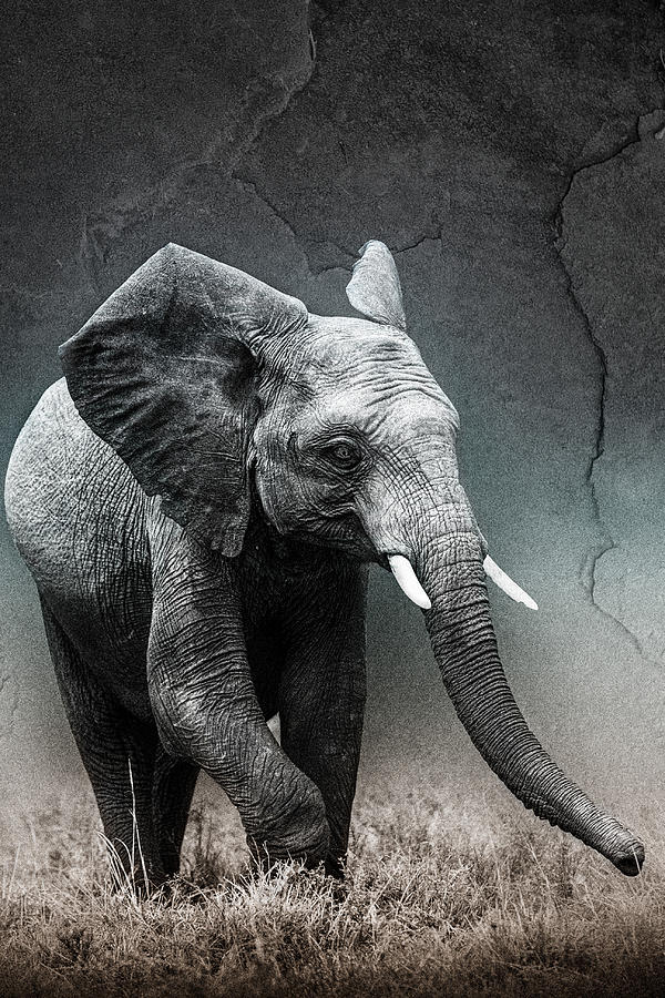 Stone Texture Elephant #1 Photograph by Mike Gaudaur