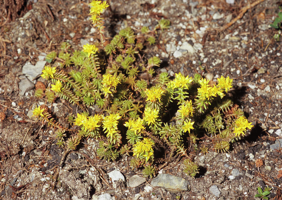 Stonecrop Flowers Photograph by Brian Gadsby/science Photo Library ...