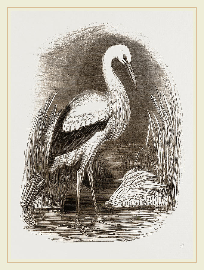 File:Collier's 1921 Stork - Indian Wood Stork.png - Wikimedia Commons