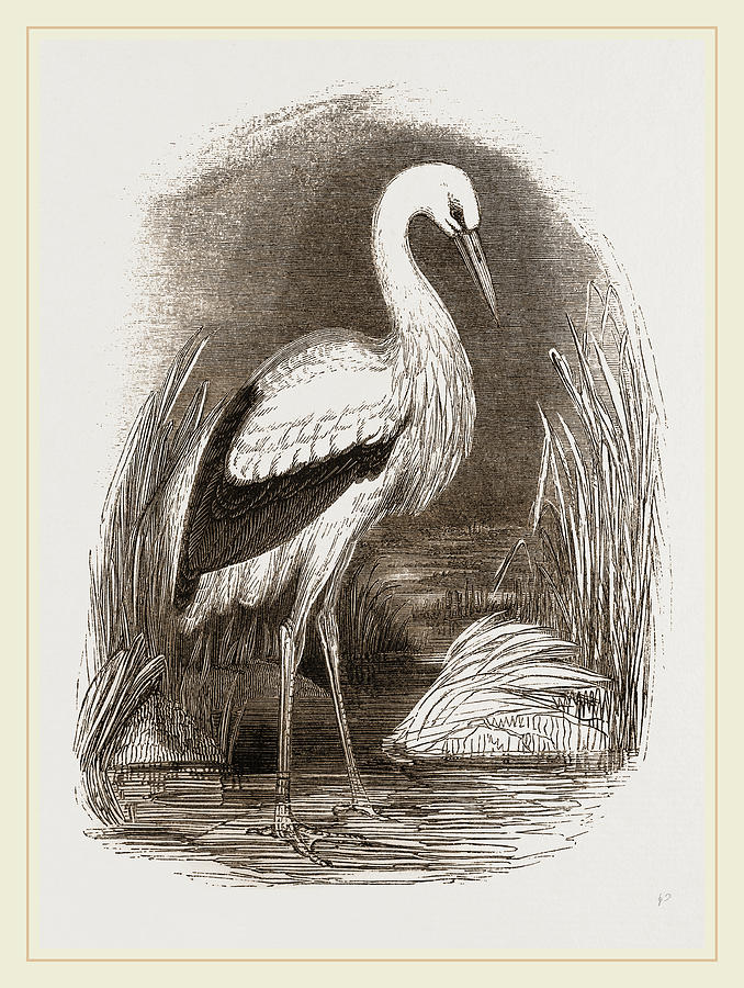 Stork Drawing by Litz Collection Fine Art America