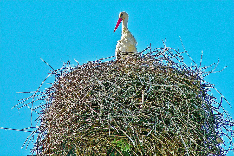 Stork near Dalyan Resort-Turkey  Photograph by Ruth Hager