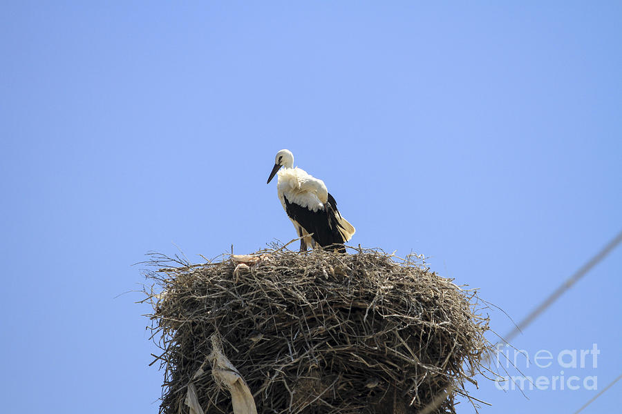Storks Nesting  #1 Photograph by Vladi Alon