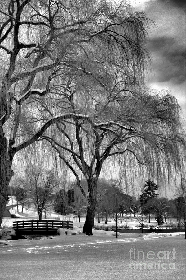 Tree Photograph - Stormy Day #2 by Marcia Lee Jones
