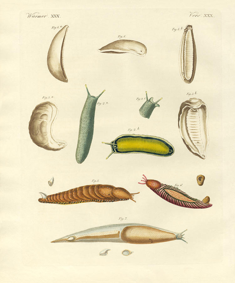 Animal Drawing - Strange molluscs #1 by Splendid Art Prints