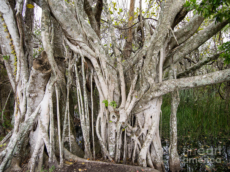 Everglades National Park Photograph - Strangler Fig Tree #1 by Tracy Knauer