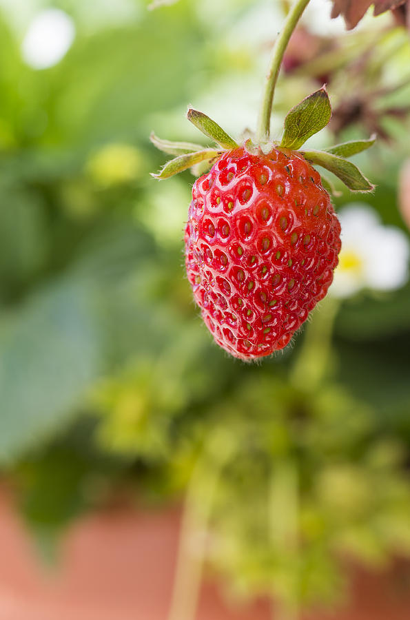 Strawberry #1 Photograph by Paulo Goncalves