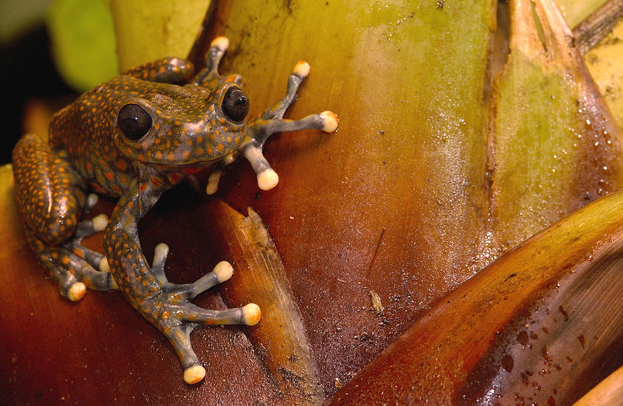 Strawberry Tree Frog Ecuador #1 Photograph by Pete Oxford