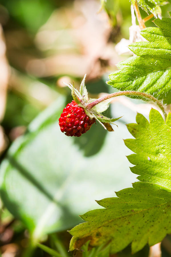 Strawberry #1 Photograph by Voisin/Phanie