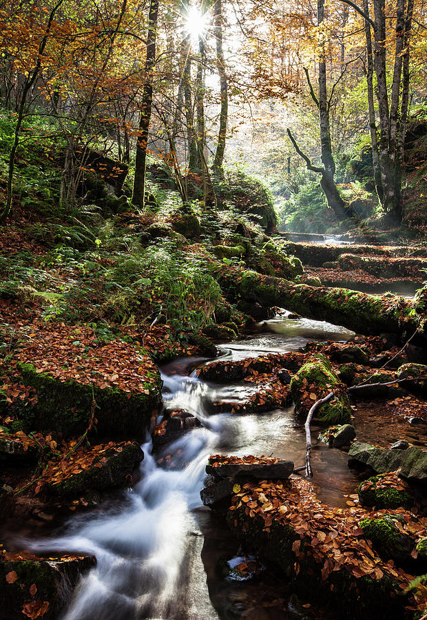 Stream Flowing Through Autumn Forest #1 Photograph by Pablo García Osés