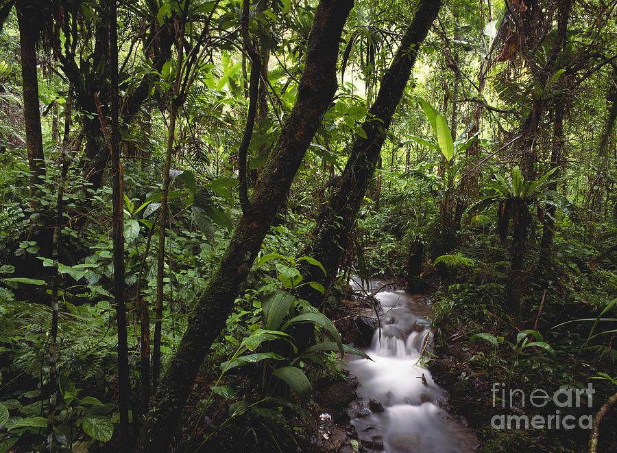 Stream In Rainforest #1 Photograph by Art Wolfe