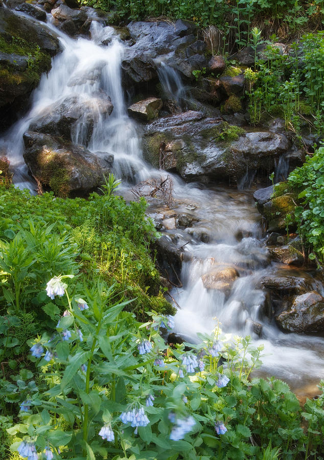 Stream in the Wasatch Mountains of Utah #1 Photograph by Douglas Pulsipher