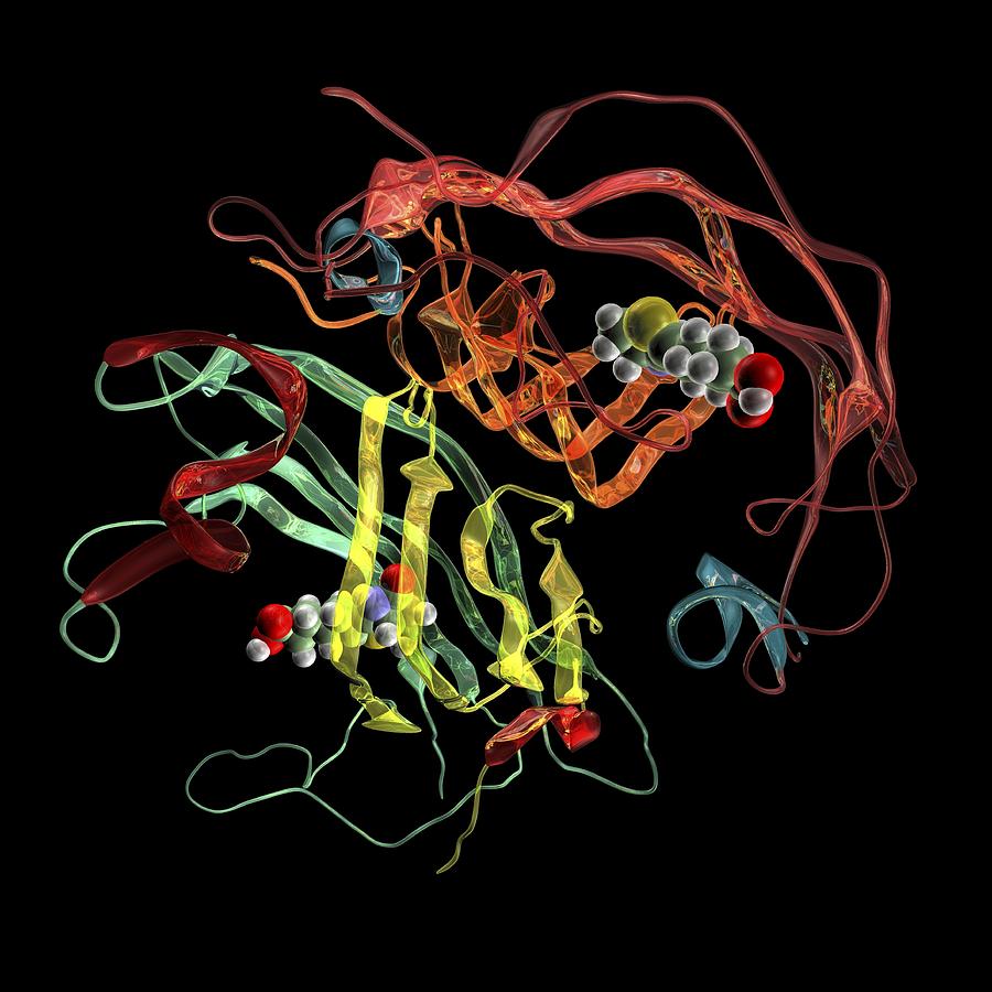 Streptavidin-biotin molecular complex #1 Photograph by Science Photo Library