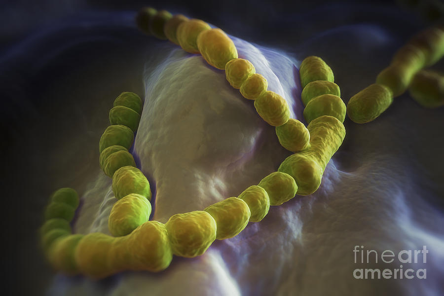 Streptococcus Pneumoniae #1 Photograph by Science Picture Co