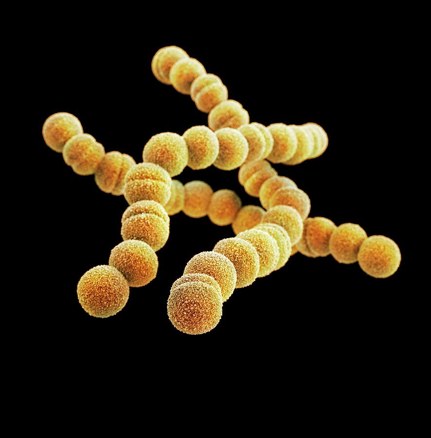 Nature Photograph - Streptococcus Pyogenes Bacteria #1 by Cdc/ Melissa Brower