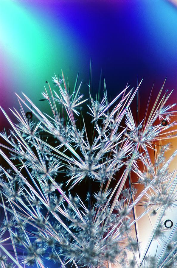Streptomycin Crystal #1 Photograph by David Parker/science Photo Library
