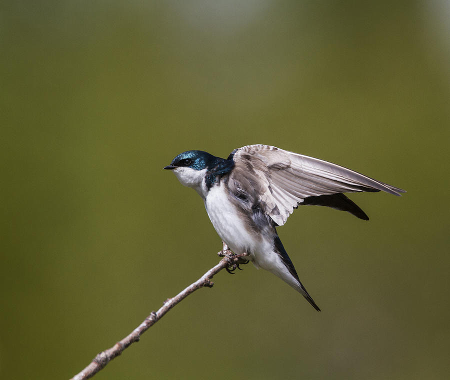 Swallow Photograph - Stretch #1 by Doug Lloyd