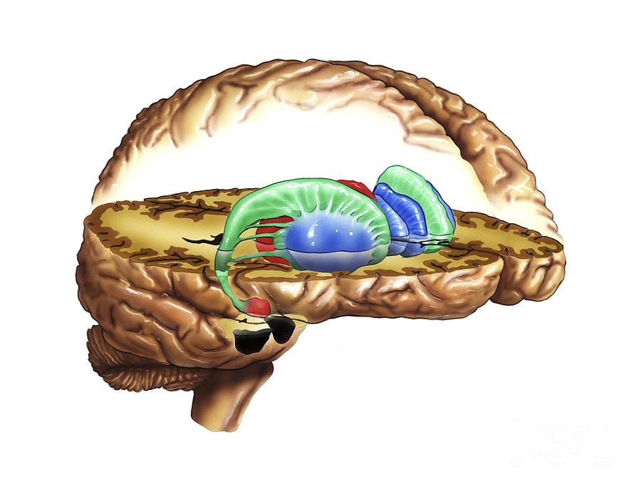 Striatum Anatomical Artwork Photograph By Bo Veisland