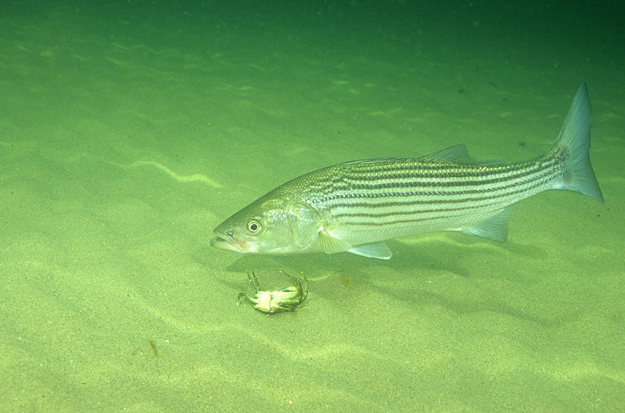 Striped Bass #1 Photograph by Andrew J. Martinez - Pixels