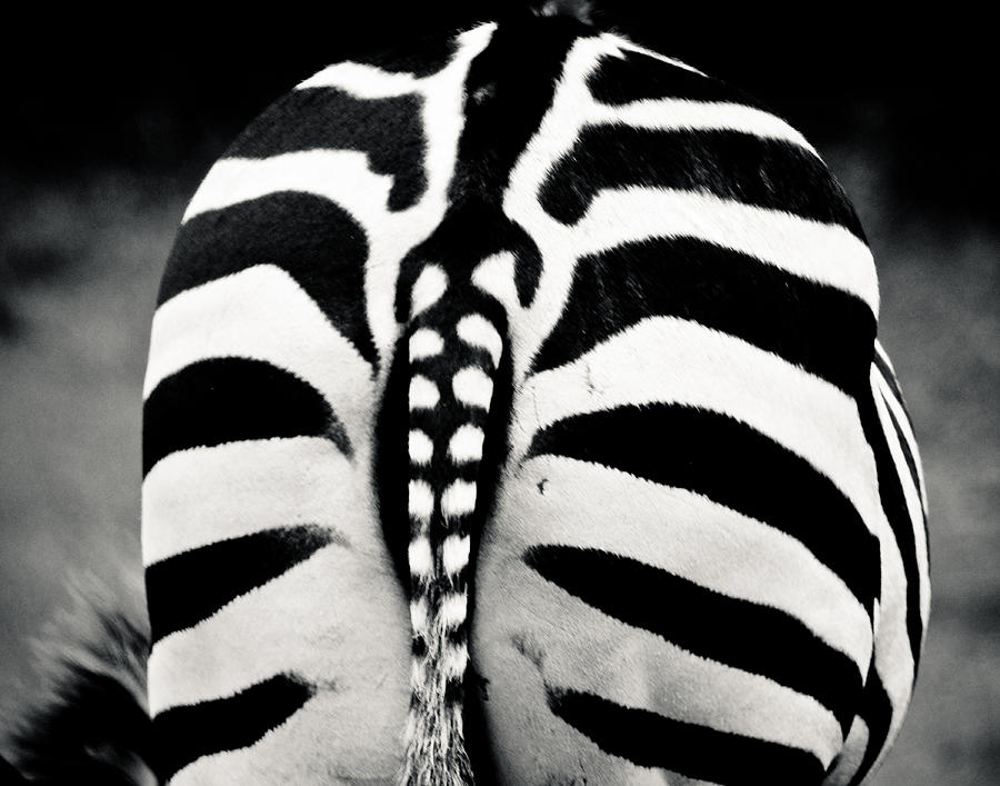 Striped Rear View #2 Photograph by Maggy Marsh