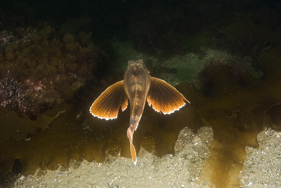 Striped Sea Robin Photograph by Andrew J. Martinez - Fine Art America