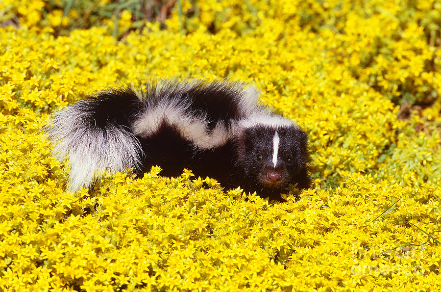 Animal Photograph - Striped Skunk Baby #2 by Jeff Lepore