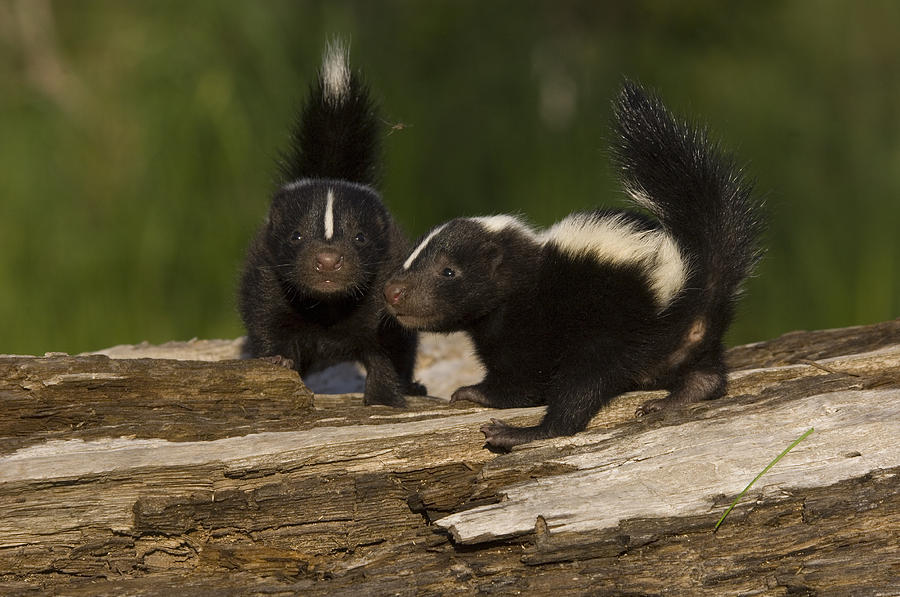 Striped skunk Mephitis mephitis Photograph by Carol Gregory - Fine Art ...