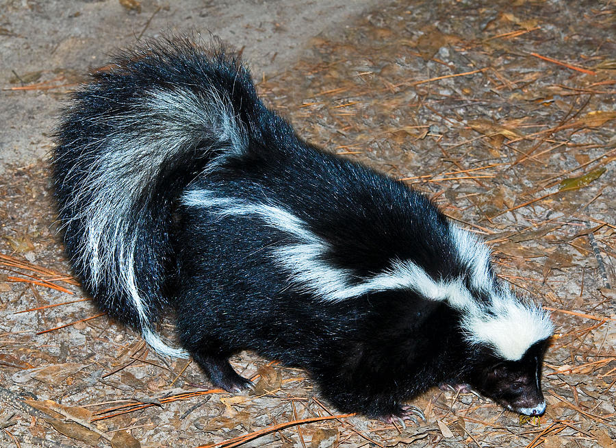 Striped Skunk Photograph by Millard H. Sharp - Fine Art America