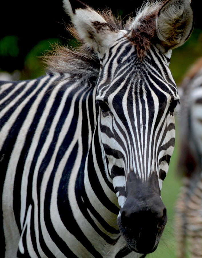 Stripes #2 Photograph by Maggy Marsh