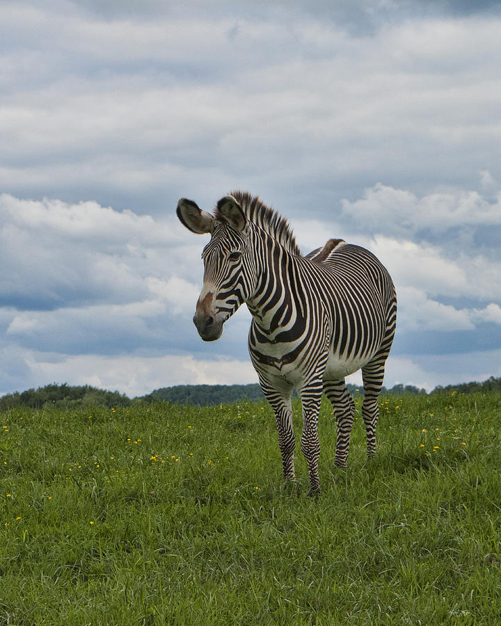 Wildlife Photograph - Stripes by Phyllis Taylor