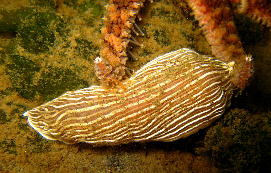 Wildlife Photograph - Stripped Nudibranch #1 by April Muilenburg