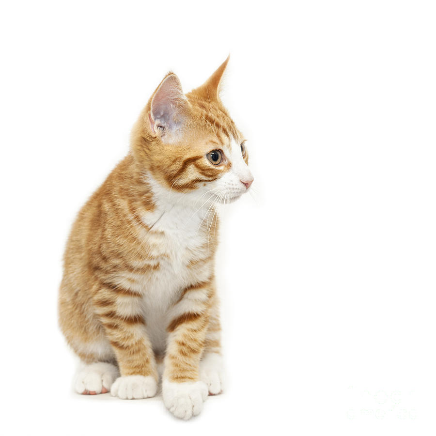 Stripy ginger kitten sitting down #1 Photograph by Sophie McAulay