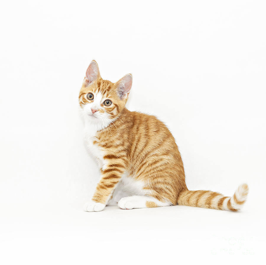 Stripy red kitten sitting down #1 Photograph by Sophie McAulay