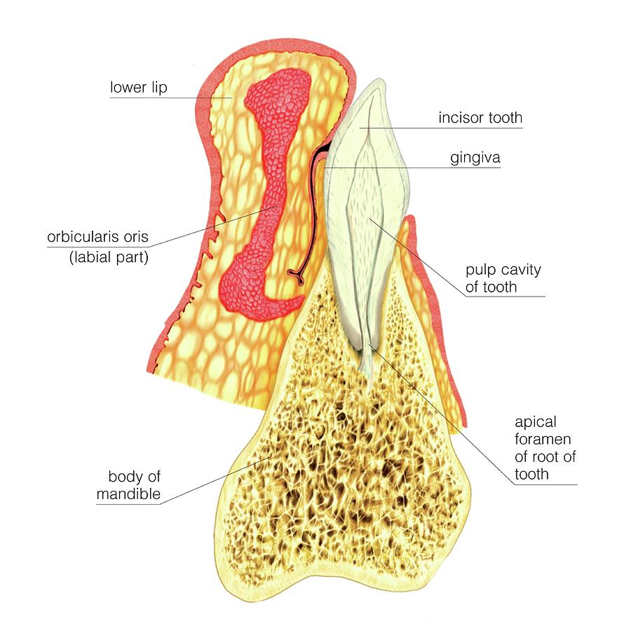 Structure Of Incisor Tooth 1 by Asklepios Medical Atlas