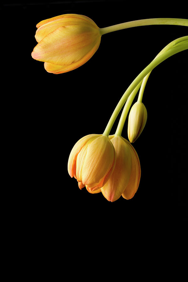 Studio Shot Of Yellow Tulips #1 Photograph by Kristin Lee