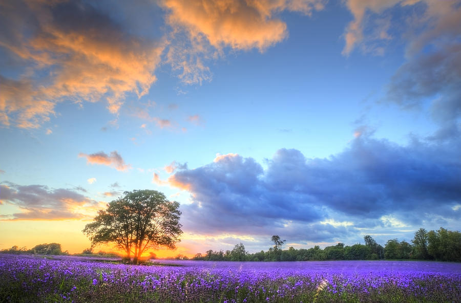 Stunning atmospheric sunset over vibrant lavender fields in Summ ...