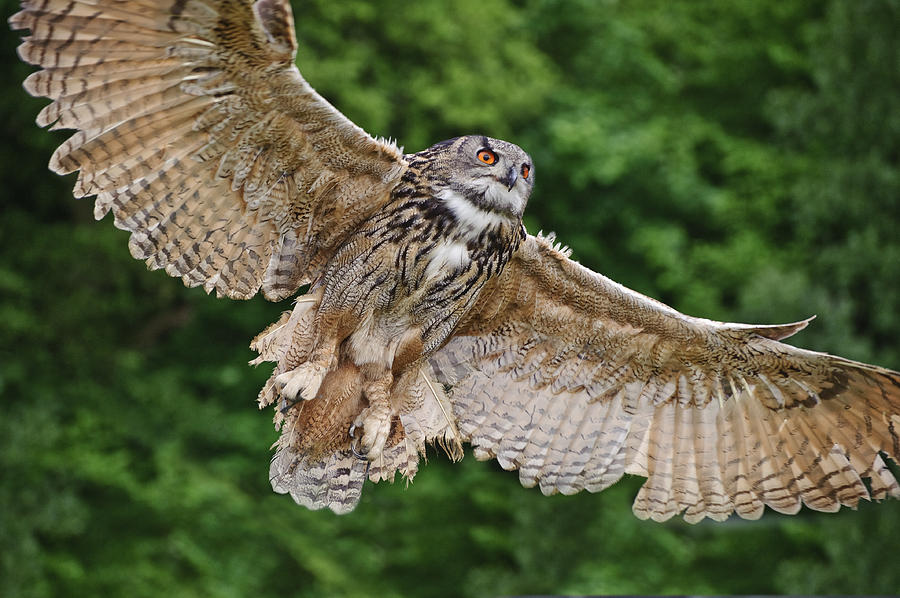 Owl Photograph - Stunning European eagle owl in flight #1 by Matthew Gibson