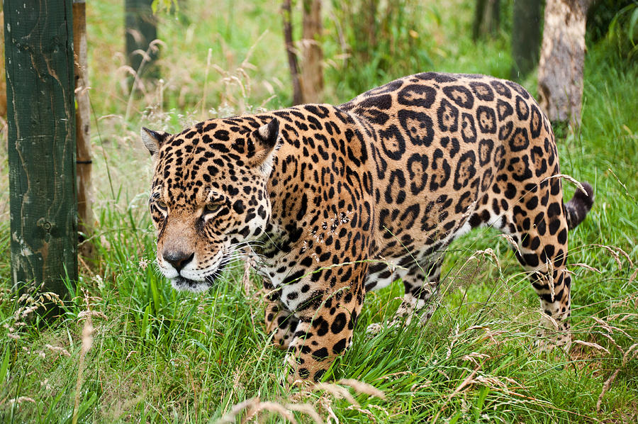 Stunning jaguar Panthera Onca prowling through long grass Photograph by ...