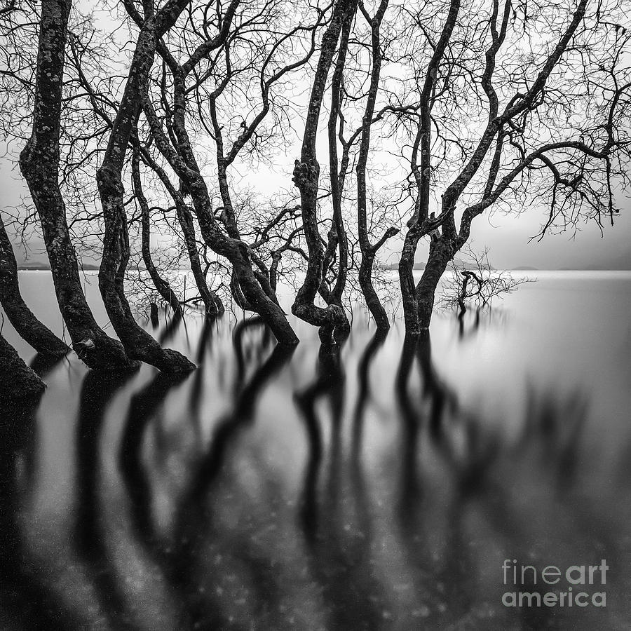 Tree Photograph - Submerging Trees #1 by John Farnan