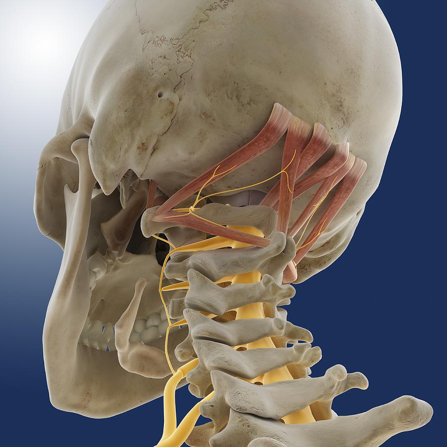 Suboccipital Muscles